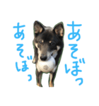 しば犬のももかれそらさん（個別スタンプ：7）