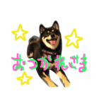 しば犬のももかれそらさん（個別スタンプ：8）