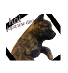 Kai (japanese dog)（個別スタンプ：1）