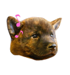 Kai (japanese dog)（個別スタンプ：2）