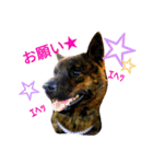 Kai (japanese dog)（個別スタンプ：5）
