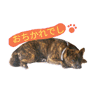 Kai (japanese dog)（個別スタンプ：6）