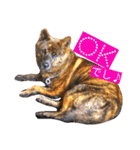 Kai (japanese dog)（個別スタンプ：7）