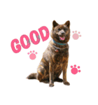 Kai (japanese dog)（個別スタンプ：8）