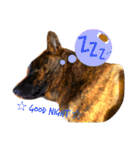 Kai (japanese dog)（個別スタンプ：11）