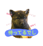 Kai (japanese dog)（個別スタンプ：14）