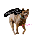 Kai (japanese dog)（個別スタンプ：15）