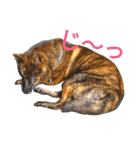 Kai (japanese dog)（個別スタンプ：16）