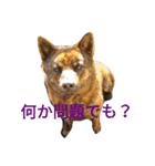 Kai (japanese dog)（個別スタンプ：20）