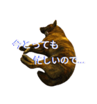 Kai (japanese dog)（個別スタンプ：21）