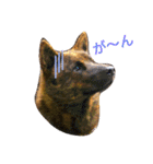 Kai (japanese dog)（個別スタンプ：22）