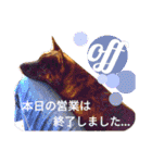 Kai (japanese dog)（個別スタンプ：24）