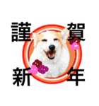 Dogs new year stamp（個別スタンプ：1）