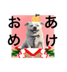 Dogs new year stamp（個別スタンプ：2）