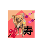 Dogs new year stamp（個別スタンプ：3）