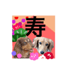 Dogs new year stamp（個別スタンプ：4）