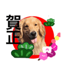 Dogs new year stamp（個別スタンプ：5）