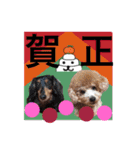 Dogs new year stamp（個別スタンプ：6）