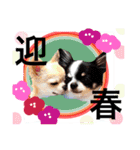 Dogs new year stamp（個別スタンプ：7）