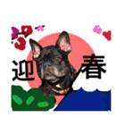 Dogs new year stamp（個別スタンプ：8）