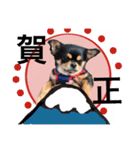 Dogs new year stamp（個別スタンプ：9）