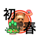 Dogs new year stamp（個別スタンプ：10）