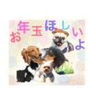 Dogs new year stamp（個別スタンプ：11）