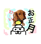 Dogs new year stamp（個別スタンプ：12）