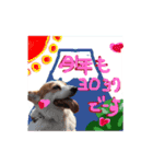 Dogs new year stamp（個別スタンプ：13）