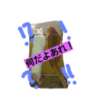 ニャンダフルらいふ（個別スタンプ：5）
