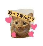 ニャンダフルらいふ（個別スタンプ：6）