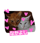ニャンダフルらいふ（個別スタンプ：8）
