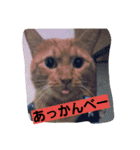 ニャンダフルらいふ（個別スタンプ：9）