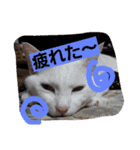ニャンダフルらいふ（個別スタンプ：10）