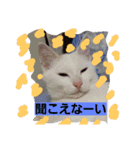 ニャンダフルらいふ（個別スタンプ：11）
