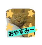 ニャンダフルらいふ（個別スタンプ：12）