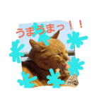 ニャンダフルらいふ（個別スタンプ：16）