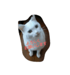 うちの猫＆犬たち（個別スタンプ：1）
