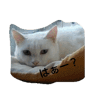 うちの猫＆犬たち（個別スタンプ：4）