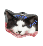 うちの猫＆犬たち（個別スタンプ：5）