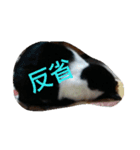 うちの猫＆犬たち（個別スタンプ：6）