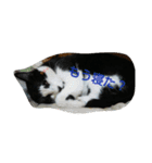うちの猫＆犬たち（個別スタンプ：7）