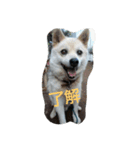 うちの猫＆犬たち（個別スタンプ：9）