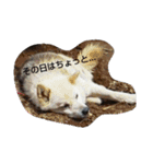 うちの猫＆犬たち（個別スタンプ：10）