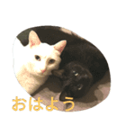 気ままなにゃんこ（個別スタンプ：1）
