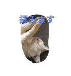 気ままなにゃんこ（個別スタンプ：2）