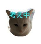 気ままなにゃんこ（個別スタンプ：5）