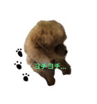 子犬のくるみちゃん☆その1（個別スタンプ：3）