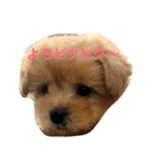 子犬のくるみちゃん☆その1（個別スタンプ：4）