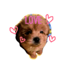 子犬のくるみちゃん☆その1（個別スタンプ：5）